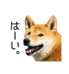日常的な会話をする柴犬_3（個別スタンプ：1）