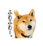 日常的な会話をする柴犬_3（個別スタンプ：3）