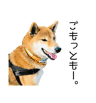 日常的な会話をする柴犬_3（個別スタンプ：4）