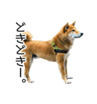 日常的な会話をする柴犬_3（個別スタンプ：5）