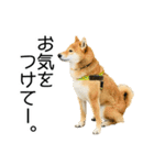 日常的な会話をする柴犬_3（個別スタンプ：6）