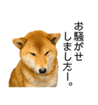 日常的な会話をする柴犬_3（個別スタンプ：7）