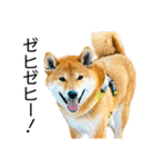 日常的な会話をする柴犬_3（個別スタンプ：8）