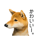日常的な会話をする柴犬_3（個別スタンプ：9）