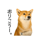 日常的な会話をする柴犬_3（個別スタンプ：10）