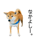 日常的な会話をする柴犬_3（個別スタンプ：11）
