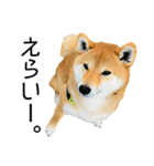日常的な会話をする柴犬_3（個別スタンプ：12）
