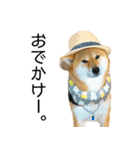 日常的な会話をする柴犬_3（個別スタンプ：13）