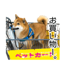 日常的な会話をする柴犬_3（個別スタンプ：14）