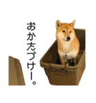 日常的な会話をする柴犬_3（個別スタンプ：15）