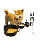 日常的な会話をする柴犬_3（個別スタンプ：16）