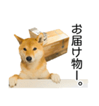 日常的な会話をする柴犬_3（個別スタンプ：17）