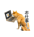日常的な会話をする柴犬_3（個別スタンプ：18）