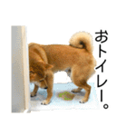 日常的な会話をする柴犬_3（個別スタンプ：19）