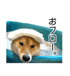 日常的な会話をする柴犬_3（個別スタンプ：20）