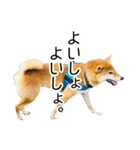 日常的な会話をする柴犬_3（個別スタンプ：21）