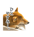 日常的な会話をする柴犬_3（個別スタンプ：23）