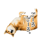 日常的な会話をする柴犬_3（個別スタンプ：24）