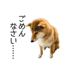 日常的な会話をする柴犬_3（個別スタンプ：25）