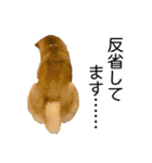 日常的な会話をする柴犬_3（個別スタンプ：26）