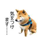 日常的な会話をする柴犬_3（個別スタンプ：27）
