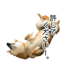 日常的な会話をする柴犬_3（個別スタンプ：28）