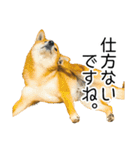 日常的な会話をする柴犬_3（個別スタンプ：29）