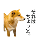日常的な会話をする柴犬_3（個別スタンプ：30）