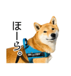 日常的な会話をする柴犬_3（個別スタンプ：31）
