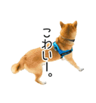 日常的な会話をする柴犬_3（個別スタンプ：32）