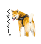 日常的な会話をする柴犬_3（個別スタンプ：33）