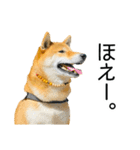 日常的な会話をする柴犬_3（個別スタンプ：34）