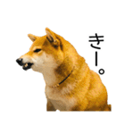 日常的な会話をする柴犬_3（個別スタンプ：35）