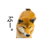 日常的な会話をする柴犬_3（個別スタンプ：36）