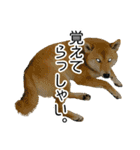 日常的な会話をする柴犬_3（個別スタンプ：37）