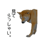 日常的な会話をする柴犬_3（個別スタンプ：38）