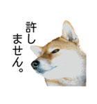 日常的な会話をする柴犬_3（個別スタンプ：39）