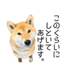 日常的な会話をする柴犬_3（個別スタンプ：40）
