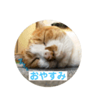 ビビチャンすたんぷ（個別スタンプ：2）