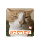 ビビチャンすたんぷ（個別スタンプ：3）