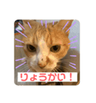 ビビチャンすたんぷ（個別スタンプ：5）