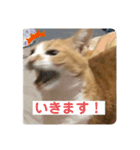 ビビチャンすたんぷ（個別スタンプ：6）