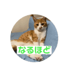 ビビチャンすたんぷ（個別スタンプ：9）