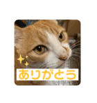 ビビチャンすたんぷ（個別スタンプ：10）