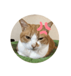 ビビチャンすたんぷ（個別スタンプ：11）