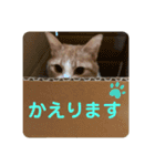 ビビチャンすたんぷ（個別スタンプ：12）