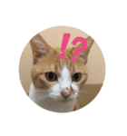 ビビチャンすたんぷ（個別スタンプ：13）