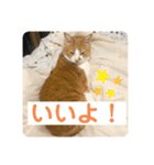 ビビチャンすたんぷ（個別スタンプ：16）
