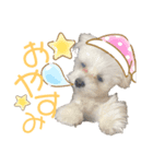 愛犬ジルちゃん！（個別スタンプ：1）