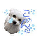 愛犬ジルちゃん！（個別スタンプ：2）